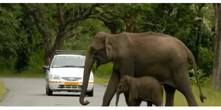 The public liability insurance of wild Asian elephants in Xishuangbanna, Yunnan Province has paid 14