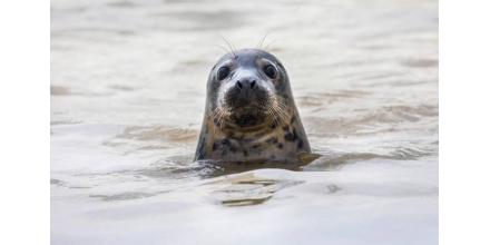 British animal protection organization calls for legislation to protect seals