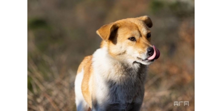 10月16日施行！海口发布禁养犬只品种和标准