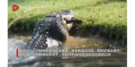 It's in my backyard! American man took pictures of giant crocodiles swallowing similar animals