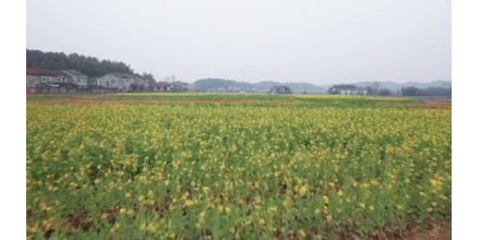 湖南桃源：百亩油菜花提前盛开