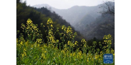 山花迎春到 山村引客来